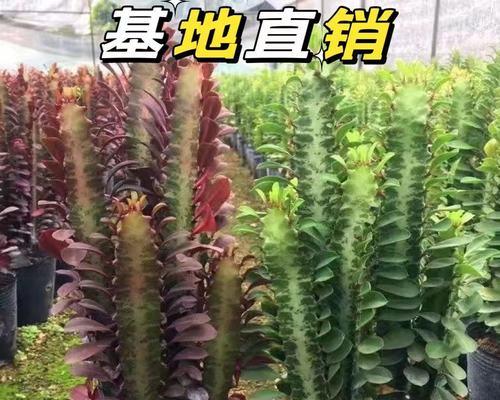盆栽仙人掌无盆如何处理？怎样促进其生根？