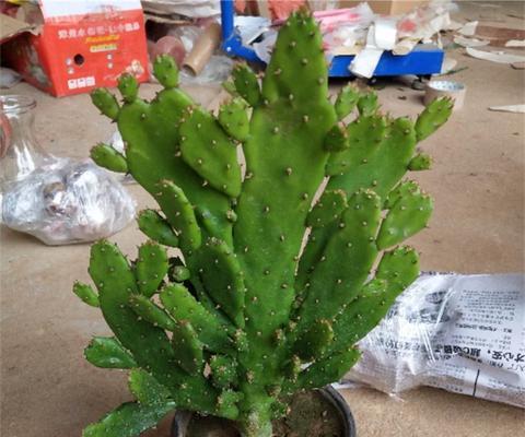 盆栽仙人掌无盆如何处理？怎样促进其生根？