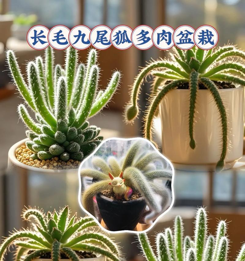 能长成盆景的仙人球品种有哪些？