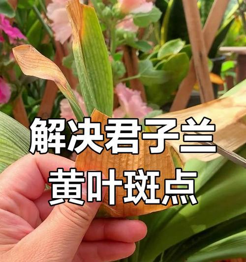 君子兰黄斑如何快速治疗？