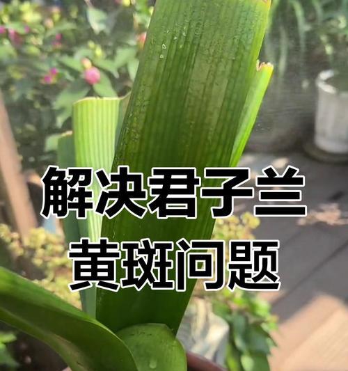 君子兰黄斑如何快速治疗？