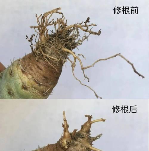 仙人球快速培育的方法是什么？