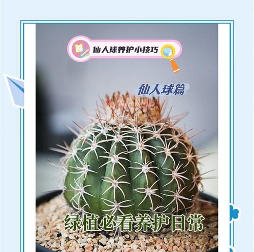 仙人球快速培育的方法是什么？