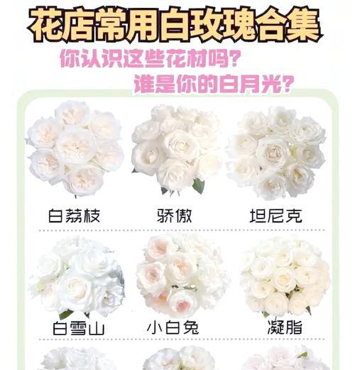 爱丽丝玫瑰花的养护方法是什么？