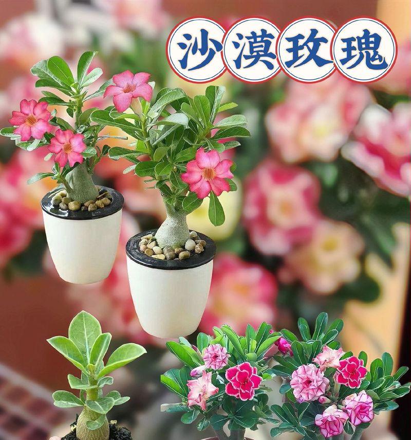 爱丽丝玫瑰花的养护方法是什么？