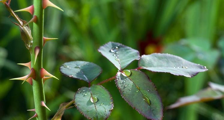 玫瑰花发芽时根茎处理方法是什么？