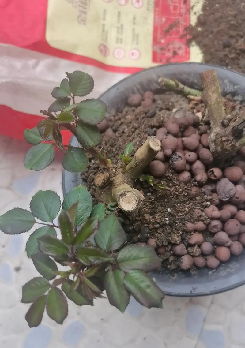 玫瑰花发芽时根茎处理方法是什么？