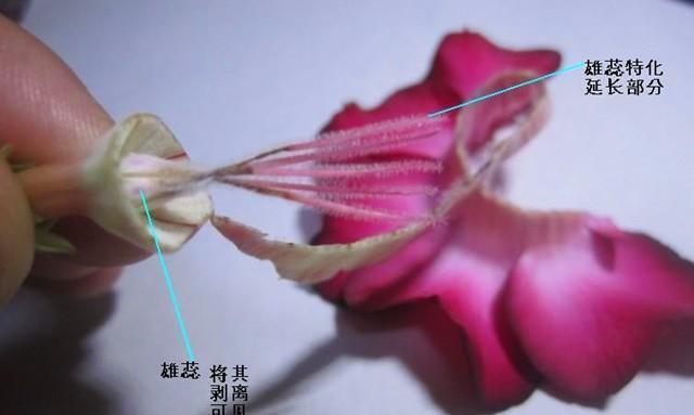玫瑰花发芽时根茎处理方法是什么？