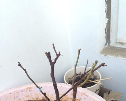 玫瑰花换水后枯萎的原因有哪些？如何预防和解决？