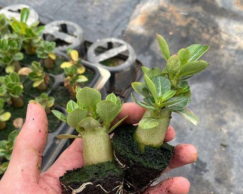 玫瑰花艺术盆栽的养护技巧有哪些？如何保持其艺术感？