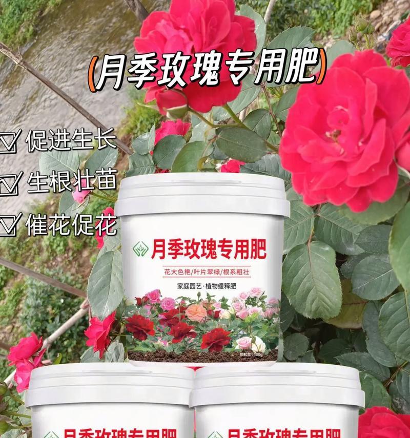 玫瑰花施肥的最佳方法是什么？怎样施肥更有效？