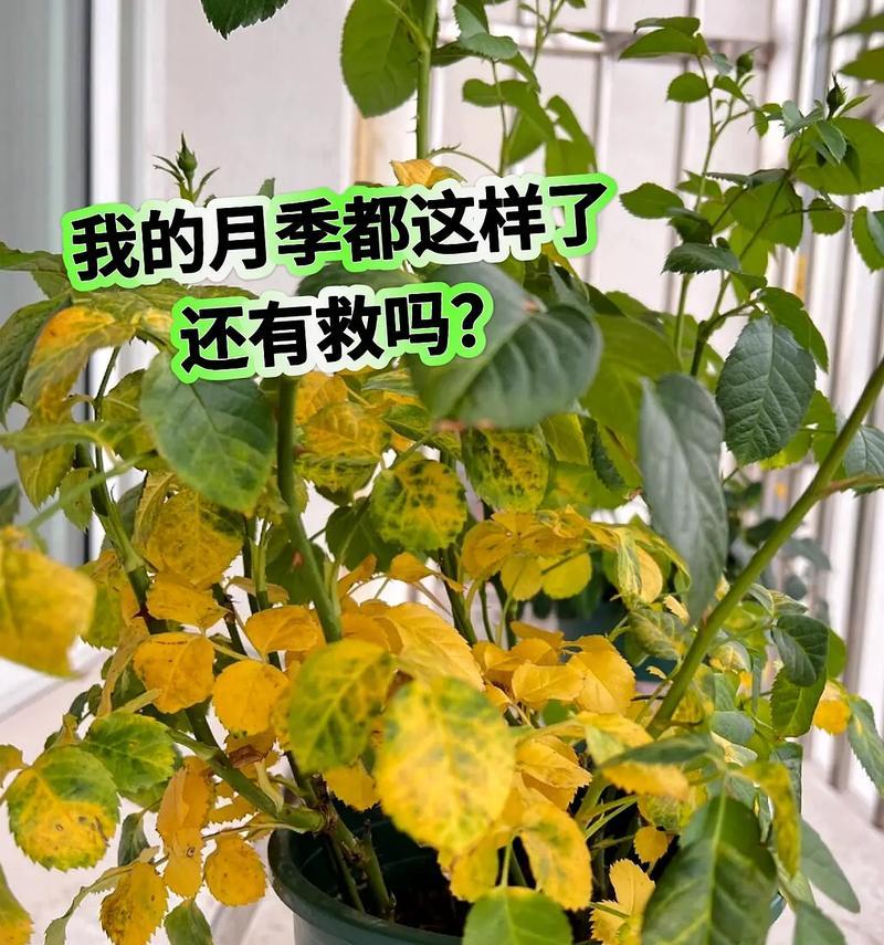 玫瑰花施肥的最佳方法是什么？怎样施肥更有效？