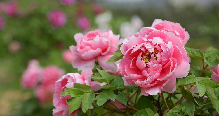 牡丹花提前萌芽的养护和管理方法是什么？
