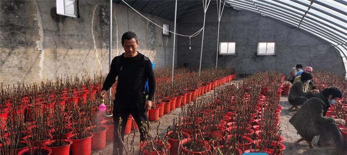 牡丹花提前萌芽的养护和管理方法是什么？