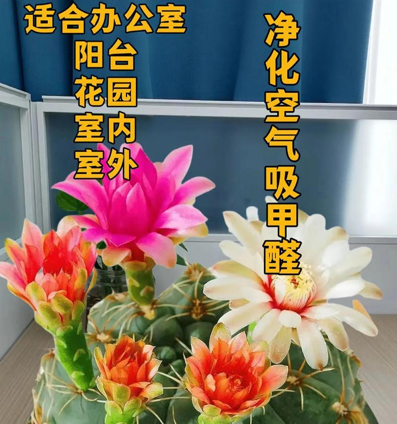 夏天仙人球浇水技巧是什么？需要浇透水吗？