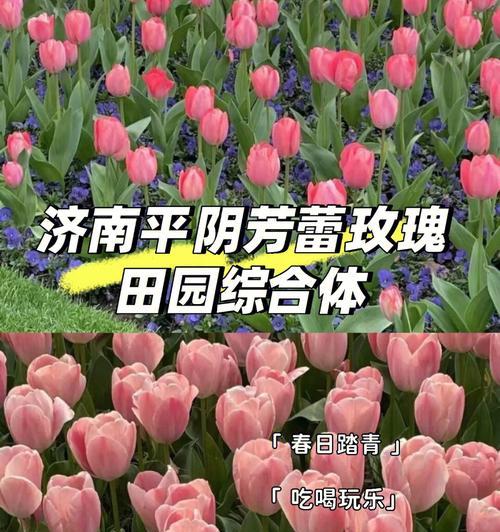 田园玫瑰花的快速养活技巧是什么？