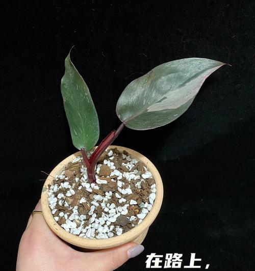 黑色泥土适合种植玫瑰花吗？如何正确养护？