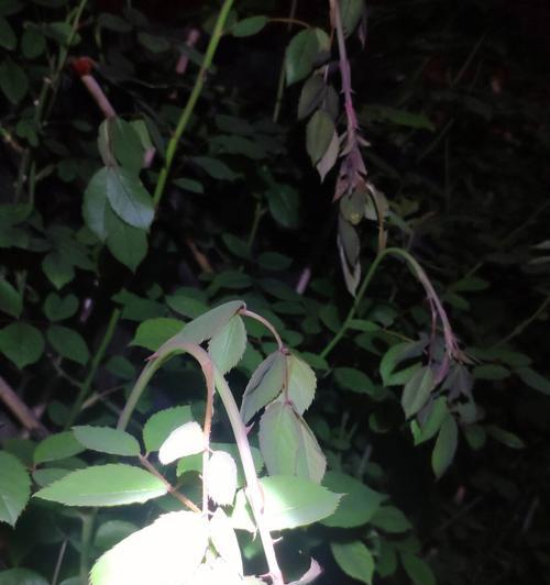 黑色泥土适合种植玫瑰花吗？如何正确养护？