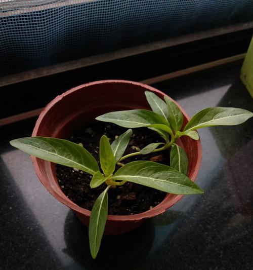 黑色泥土适合种植玫瑰花吗？如何正确养护？