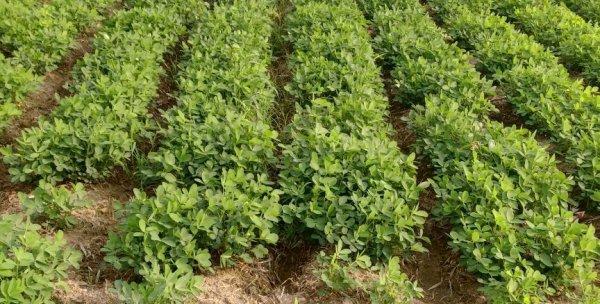 荒地种植仙人掌有哪些技巧？正确的种植步骤是什么？