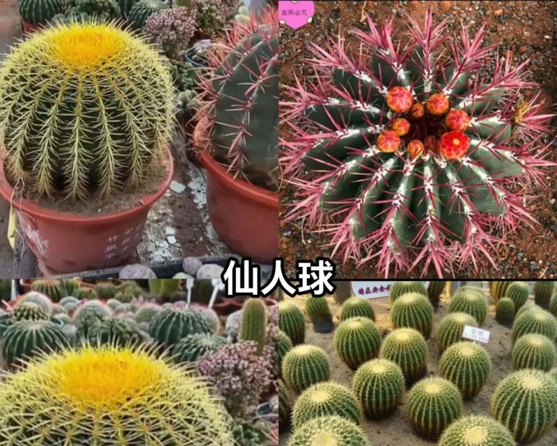 仙人球有哪些好品种？如何选择适合自己的仙人球？