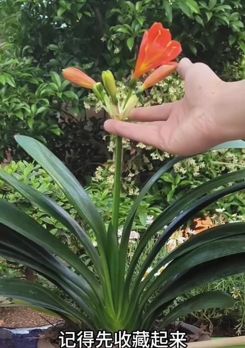 君子兰的正确种植方法是什么？