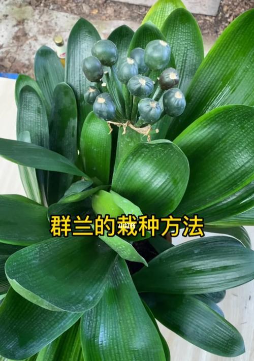 君子兰的正确种植方法是什么？