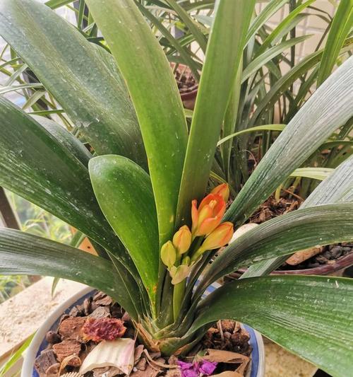 君子兰风雨后会开花吗？背后的原因是什么？