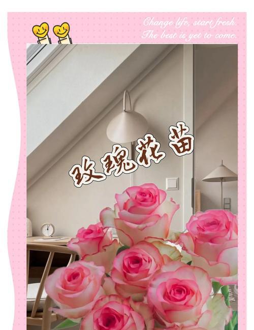 新鲜玫瑰花栽培需要注意什么？