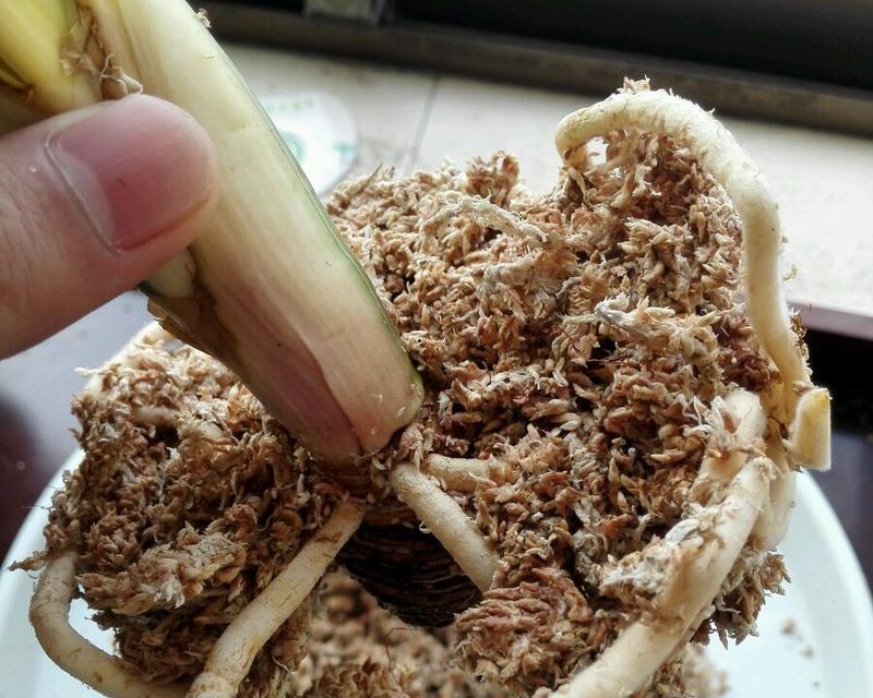 君子兰裸根如何养护？管理过程中应注意什么？