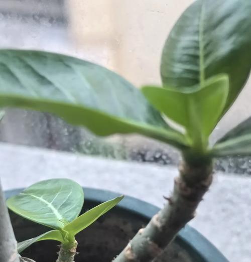 玫瑰花爆芽需要浇什么肥料？
