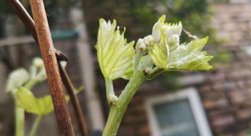 玫瑰花爆芽需要浇什么肥料？