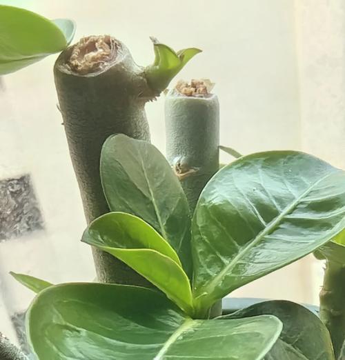 玫瑰花爆芽需要浇什么肥料？