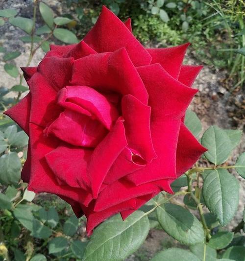 玫瑰花新芽为何呈现红色？