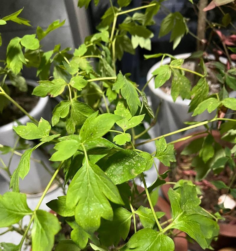 牡丹花浇水频率是多少？浇水过多或过少会有什么影响？