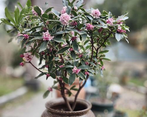 牡丹花浇水频率是多少？浇水过多或过少会有什么影响？
