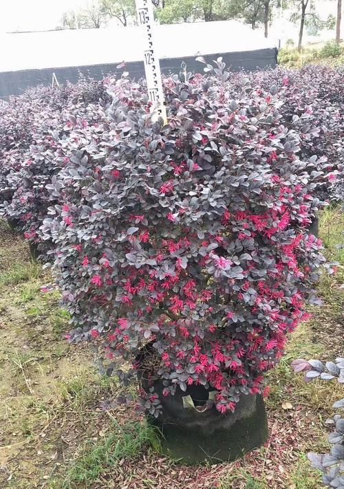 红花白鸟仙人球怎么养护？有哪些特别的养护技巧？