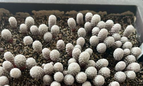 红花白鸟仙人球怎么养护？有哪些特别的养护技巧？