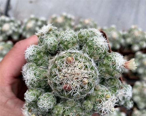 红花白鸟仙人球怎么养护？有哪些特别的养护技巧？