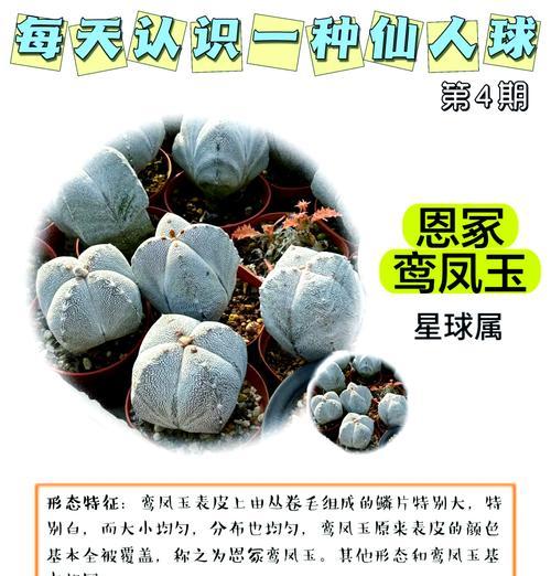 仙人球兜白绒发黄是什么原因？白绒发黄对仙人球有何影响？