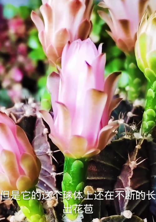 仙人球冒花苞是什么原因？如何确保顺利开花？