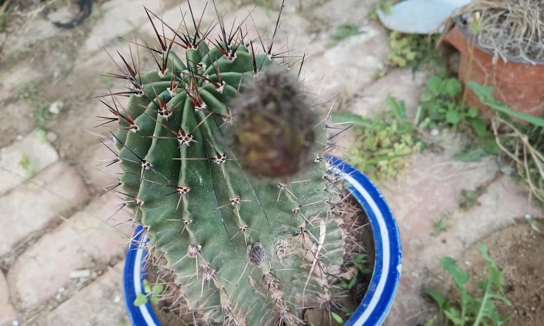 仙人球冒花苞是什么原因？如何确保顺利开花？