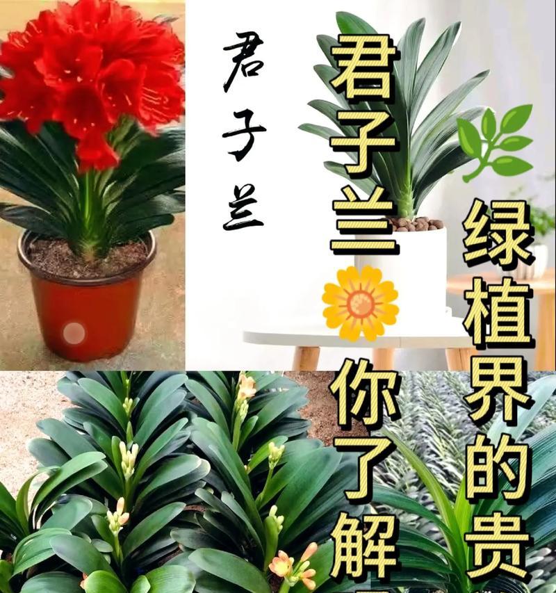 用风化砂养君子兰需要注意什么？
