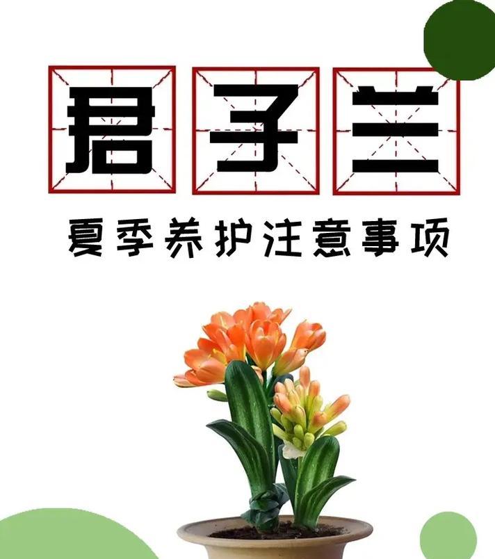 虎斑君子兰绿苗的养护和管理方法是什么？如何保持其美观？