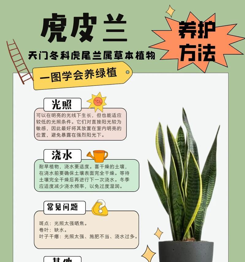 虎斑君子兰绿苗的养护和管理方法是什么？如何保持其美观？