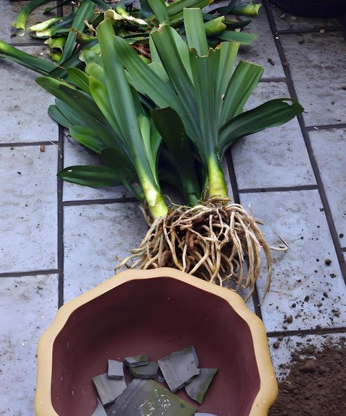 高盆种植君子兰的正确方法是什么？
