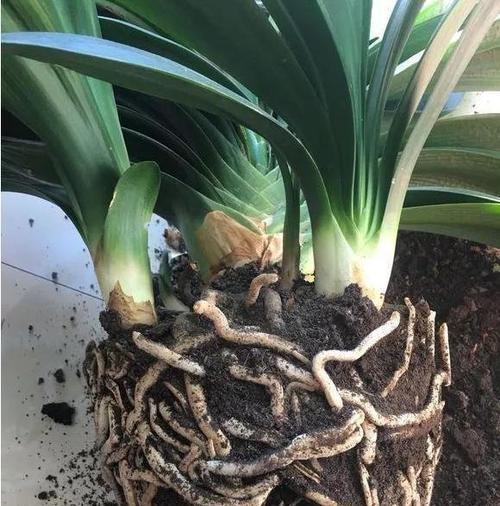 高盆种植君子兰的正确方法是什么？