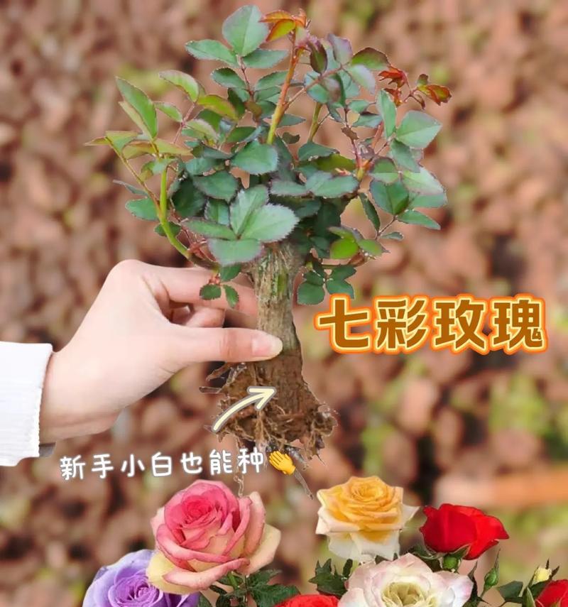 为什么只有玫瑰花能开花？其他花卉如何促进开花？