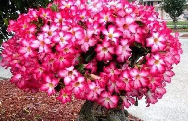 为什么只有玫瑰花能开花？其他花卉如何促进开花？