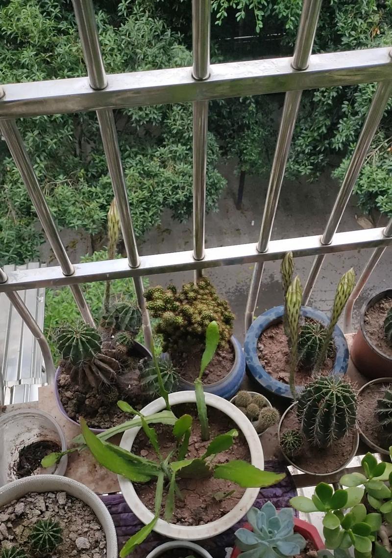 小仙人球花苞过多应如何处理？